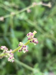 Chenopodium trigonon