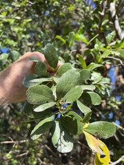 Pithecellobium keyense