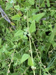 Chenopodium trigonon