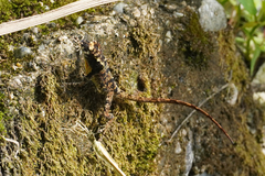 Anolis ortonii