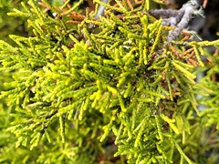 Halocarpus bidwillii