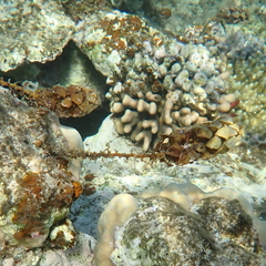 Turbinaria decurrens