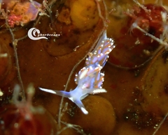 Facelina auriculata
