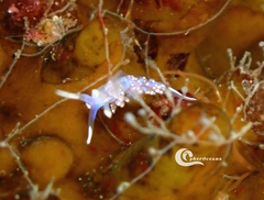 Facelina auriculata