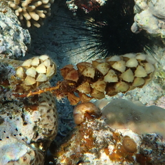 Turbinaria decurrens