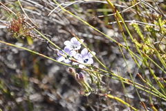 Roella triflora