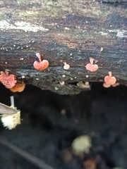 Favolaschia claudopus
