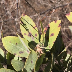 Arctostaphylos columbiana