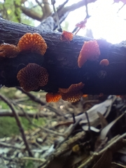Favolaschia claudopus