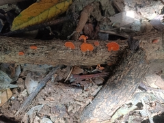 Favolaschia claudopus