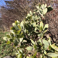 Arctostaphylos columbiana
