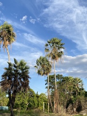 Copernicia prunifera