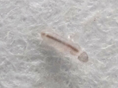 Folsomia candida