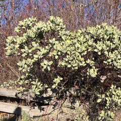 Arctostaphylos columbiana