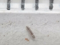 Folsomia candida