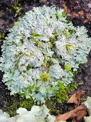 Heterodermia albicans