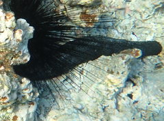 Holothuria atra