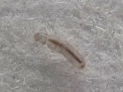Folsomia candida