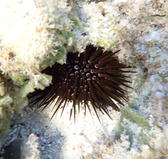Echinometra mathaei