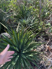 Agave decipiens
