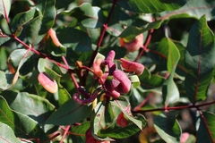 Forda marginata