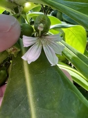 Scaevola taccada