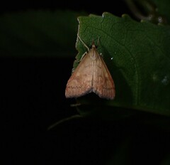 Mnesictena flavidalis