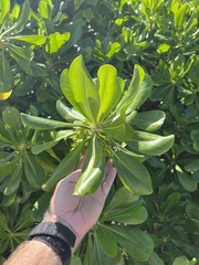 Scaevola taccada