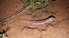 Rhynchoedura
