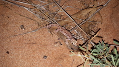 Rhynchoedura