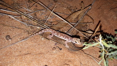 Rhynchoedura