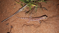 Rhynchoedura