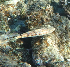 Synodus dermatogenys