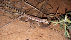 Rhynchoedura