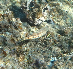 Synodus dermatogenys