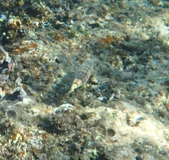 Synodus dermatogenys