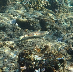 Synodus dermatogenys