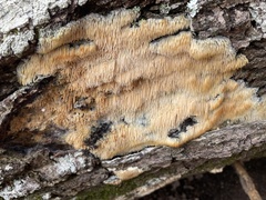 Radulomyces