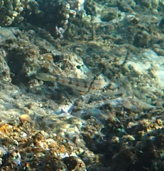 Synodus dermatogenys