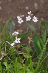 Lithophragma tenellum