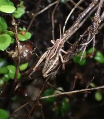 Phaulacridium marginale