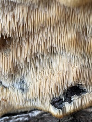Radulomyces