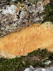 Radulomyces