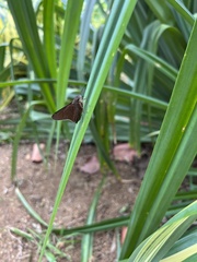Asbolis capucinus