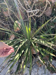 Agave decipiens