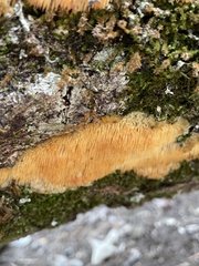 Radulomyces