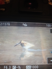 Gallinago gallinago