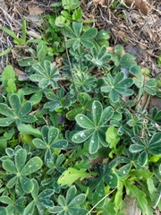 Lupinus subcarnosus
