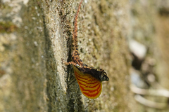Anolis ortonii