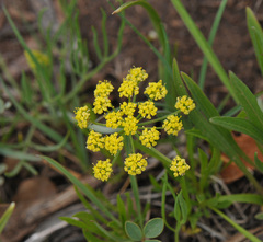 Lomatium triternatum